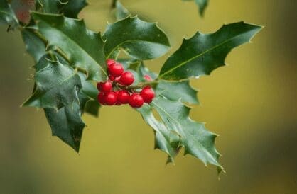 Ilex Ampliceps Ilex Ampliceps