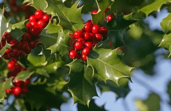 Ilex Aquifolium Ilex Aquifolium