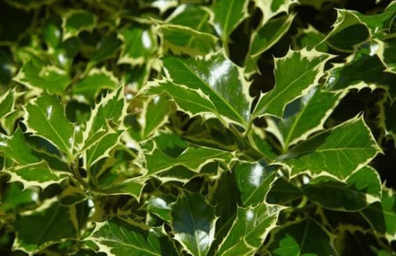 Ilex Argentea Ilex Argentea