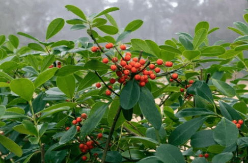 Ilex Cassine Ilex Cassine
