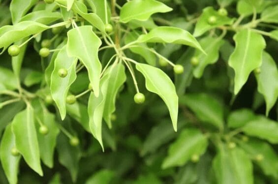 Ilex Collina Ilex Collina