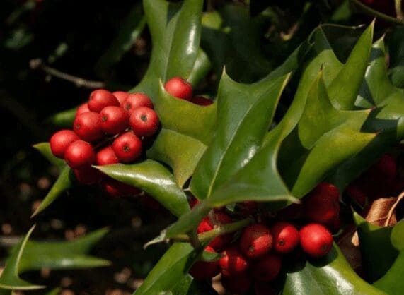 Ilex Cornuta Ilex Cornuta