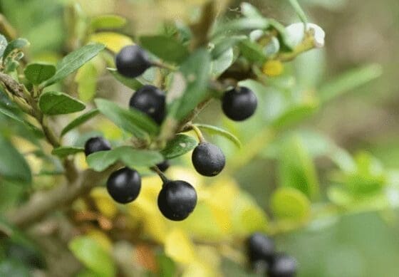 Ilex Crenata Ilex Crenata