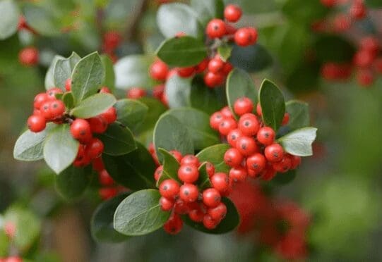 Ilex Dimorphophylla Ilex Dimorphophylla