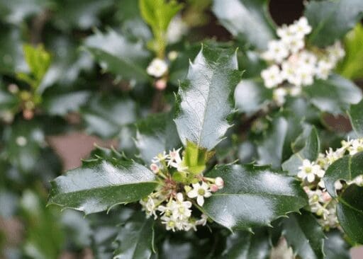 Ilex Genus Ilex Genus