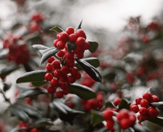 Ilex Krugiana Ilex Krugiana