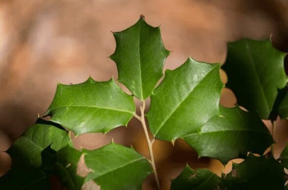 Ilex Opaca Ilex Opaca