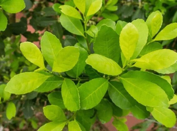 Ilex Paraguariensis Ilex Paraguariensis