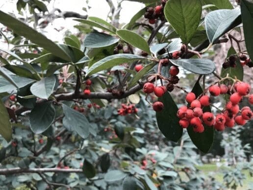 Ilex Perado Ilex Perado