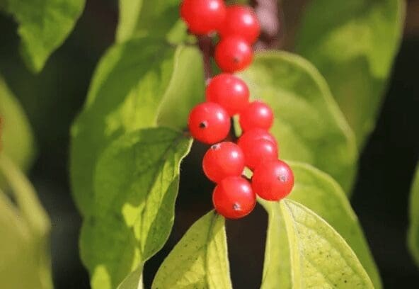 Ilex Serrata Ilex Serrata