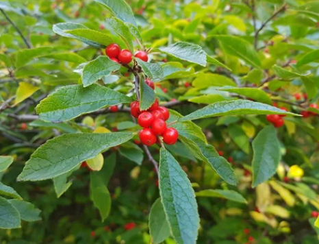 Ilex Verticillata