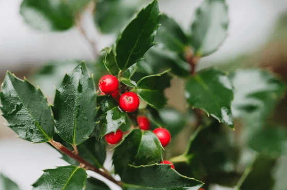 Ilex Vomitoria Ilex Vomitoria