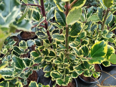 Ilex X Attenuata Ilex X Attenuata