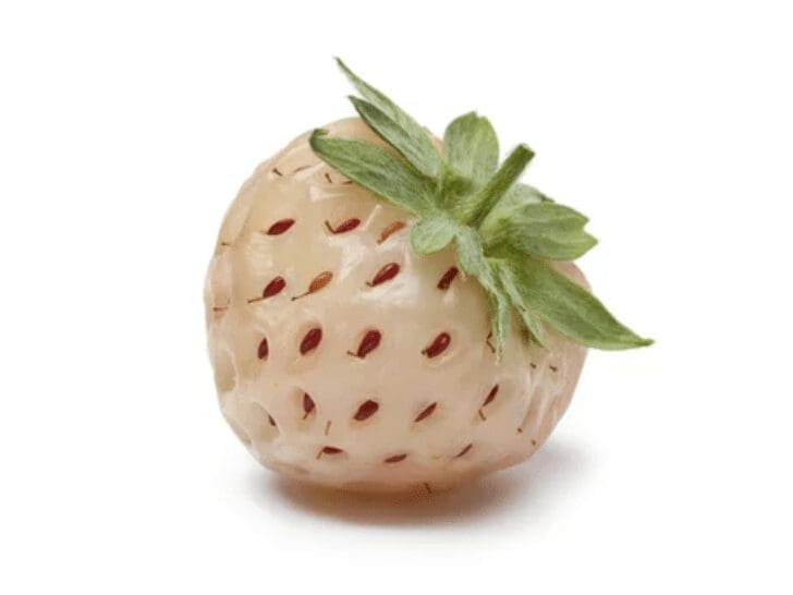Pineberry Pineberry
