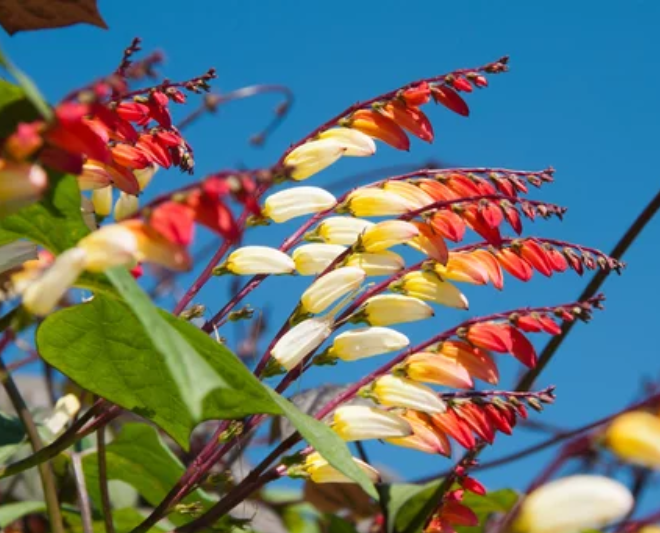 Spanish Flag Plant Spanish Flag Plant