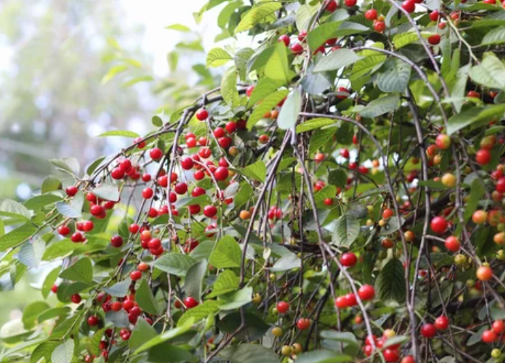 cherry bush cherry bush