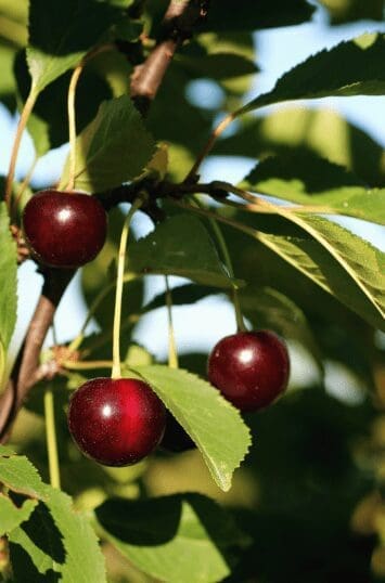 cupid cherry berry cupid cherry berry
