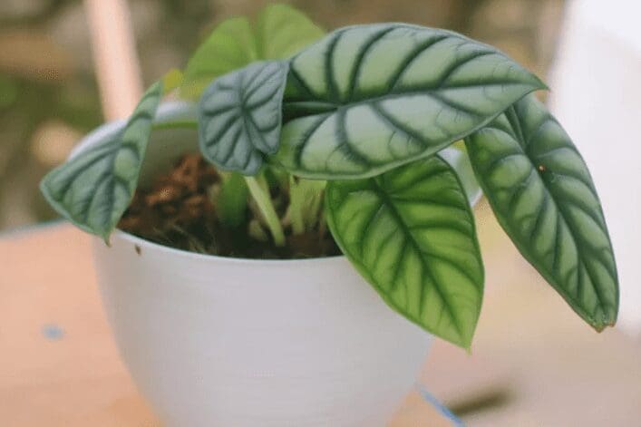 Alocasia Silver Dragon Alocasia Silver Dragon