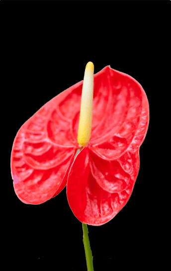 Anthurium Anthurium