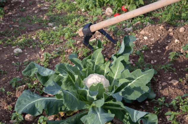 Broccoli Plants Broccoli Plants