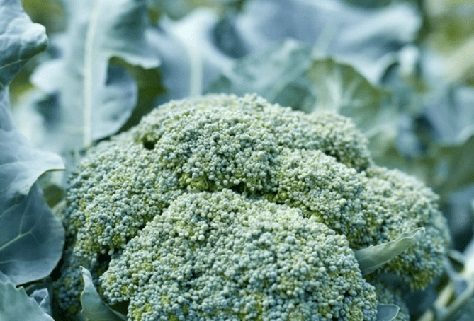 Broccoli head Broccoli head
