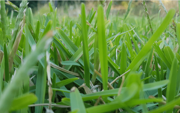 Buffalo grass lawn growing in a sunny drought tolerant landscape