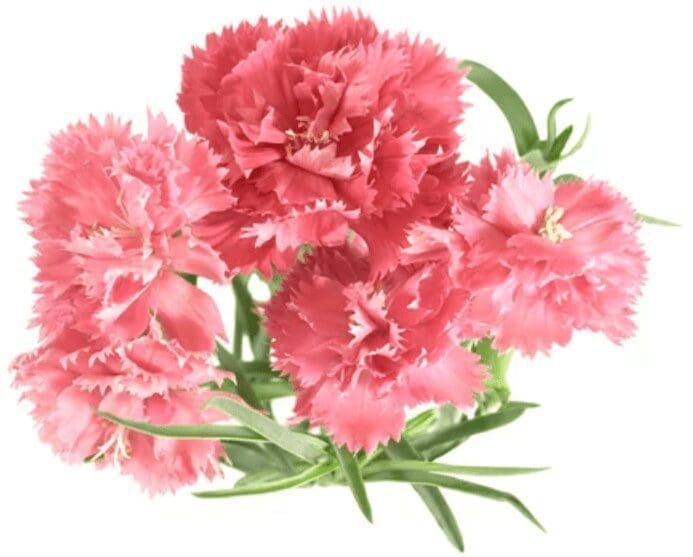 Carnations Carnations