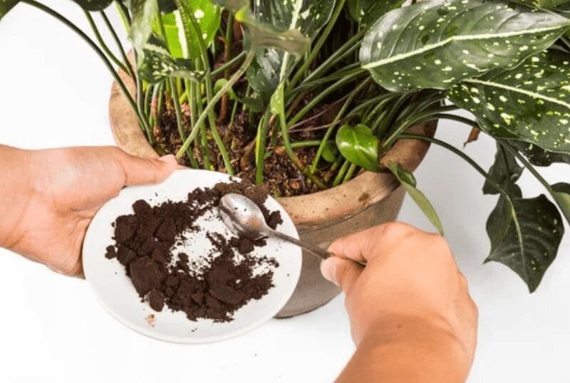 Coffee Grounds for Plants Coffee Grounds for Plants