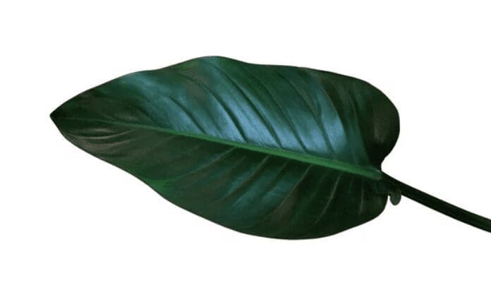 Congo Rojo Philodendron Plants Congo Rojo Philodendron Plants