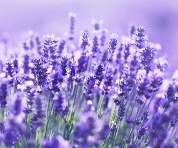 English Lavender English Lavender