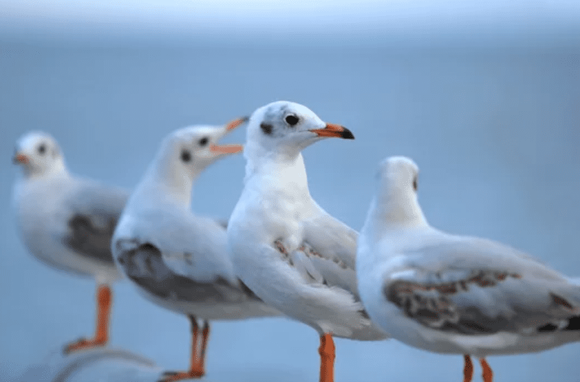 Flock Names of Birds Flock Names of Birds