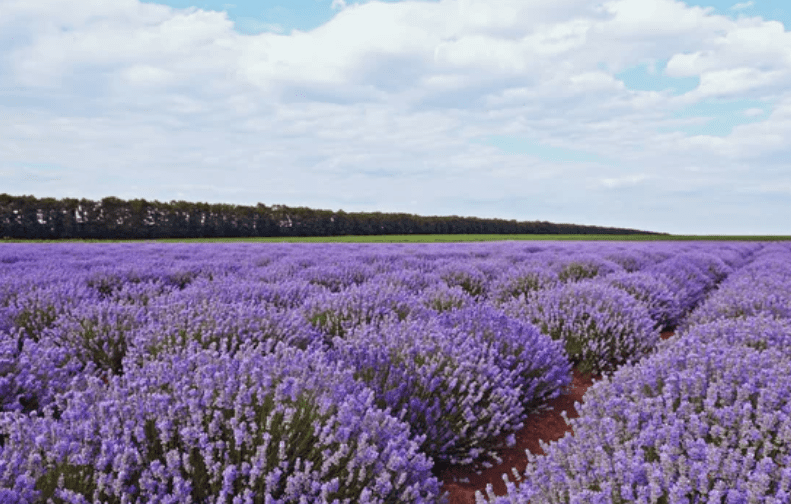 French Lavender vs. English Lavender French Lavender vs. English Lavender