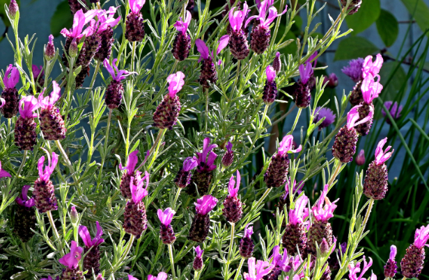 French Lavender French Lavender