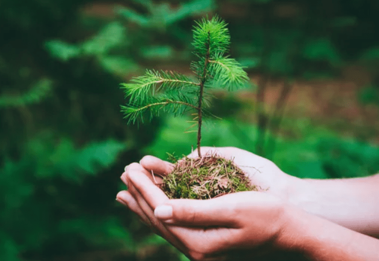 Growing a Pine Tree In Your Garden Growing a Pine Tree In Your Garden
