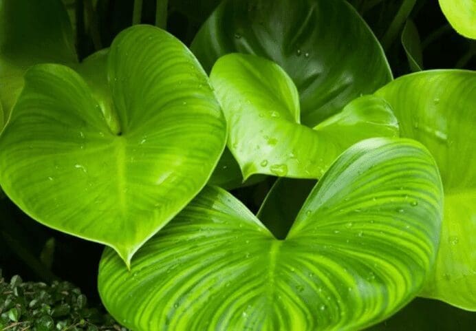 Heart Leaf Philodendron Heart Leaf Philodendron