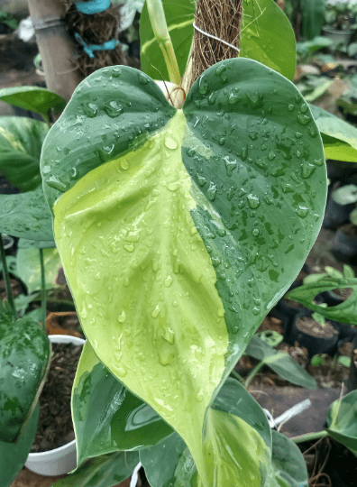 Heartleaf Philodendron (Philodendron hederaceum) Heartleaf Philodendron (Philodendron hederaceum)