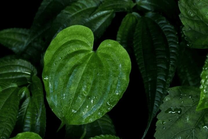Plants with Heart-Shaped Leaves Plants with Heart-Shaped Leaves
