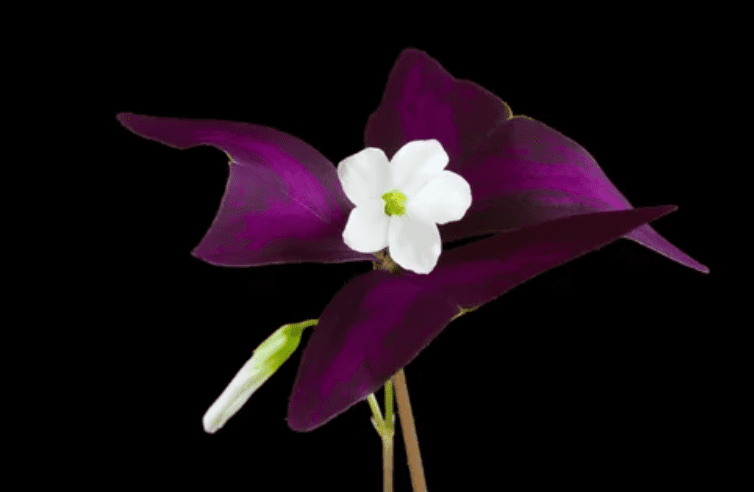 Purple shamrock plant Purple shamrock plant