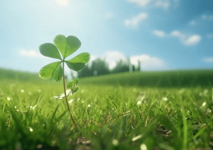 Shamrock Plant Shamrock Plant