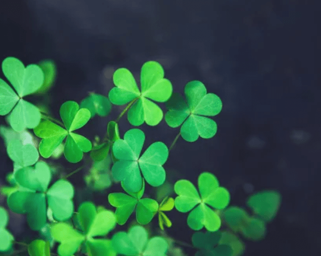 Shamrock Plants Shamrock Plants