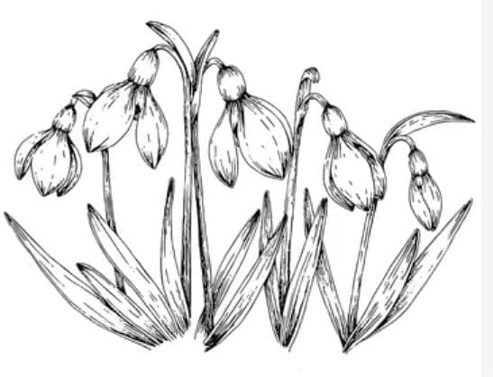 Snowdrop Flower Tattoos Snowdrop Flower Tattoos