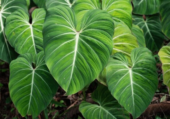 Velvet Philodendron