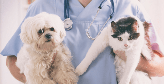 Vet with Pets holding Vet with Pets holding