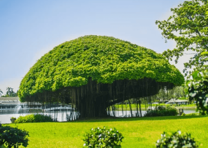 Banyan Tree Banyan Tree