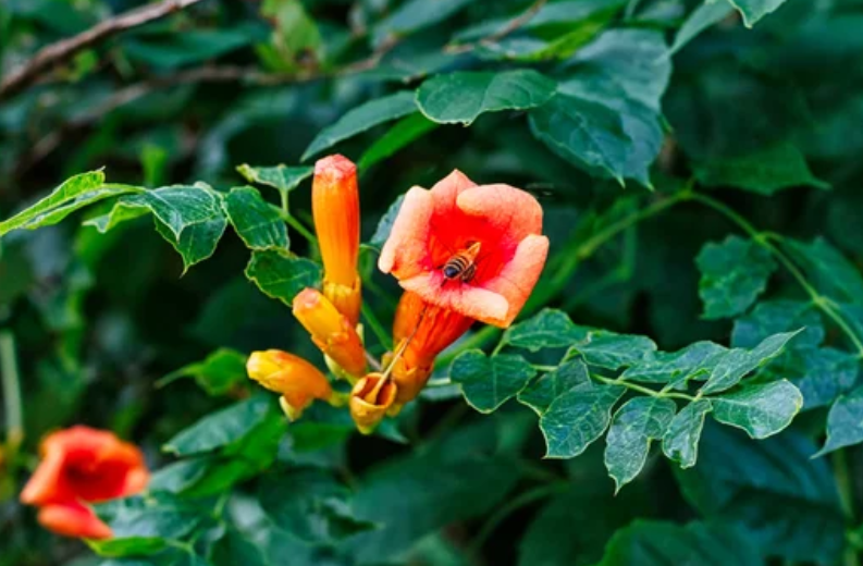 Bee on Trumpet Vine Bee on Trumpet Vine