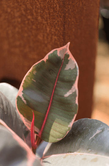 Ficus Shivereana Ruby Ficus Shivereana Ruby