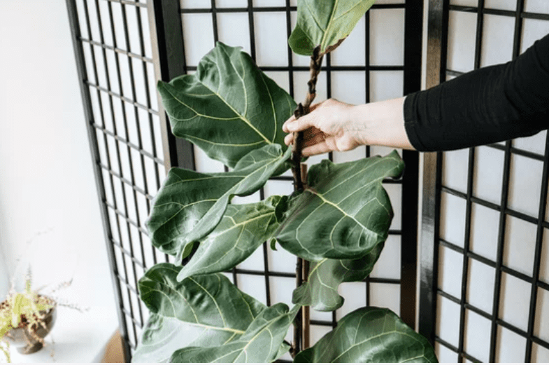 Ficus Shivereana Ficus Shivereana