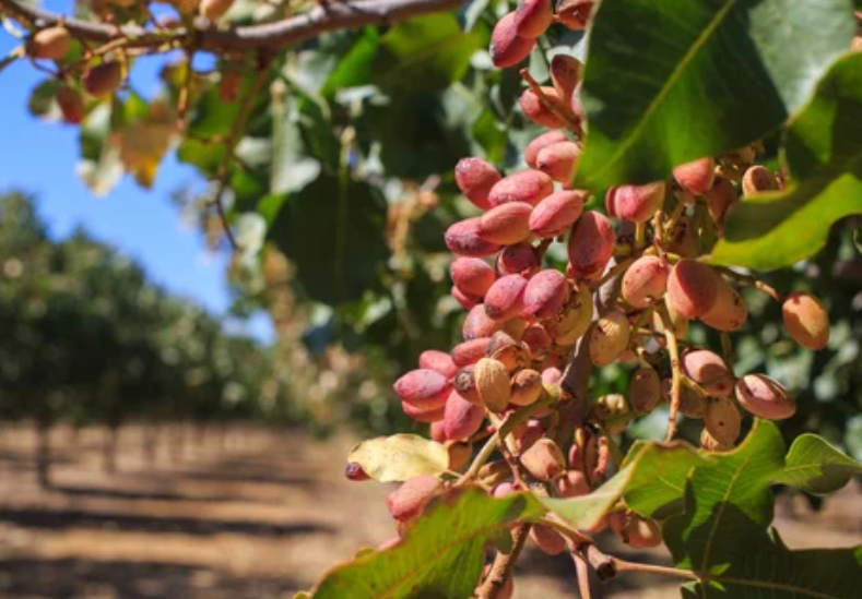 Growing Pistachio Trees Growing Pistachio Trees