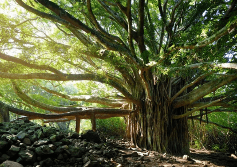 Growing a Banyan Tree Growing a Banyan Tree