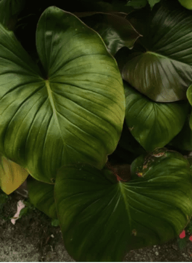 Philodendron Rugosum close Philodendron Rugosum close